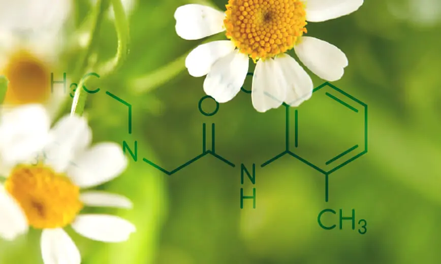 Kamistad s heřmánkem